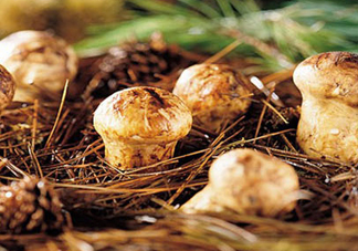 松茸是哪里的特產(chǎn)？松茸是不是越大越好