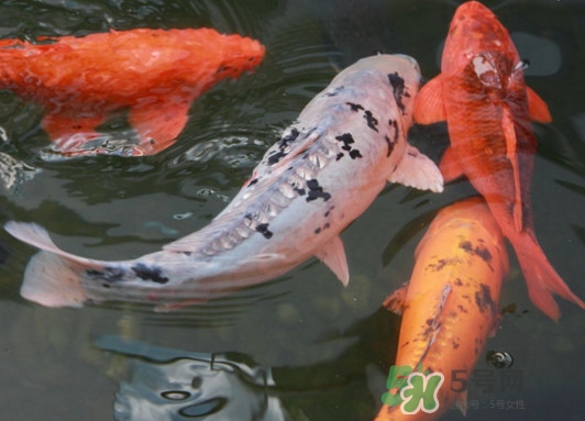 錦鯉養(yǎng)幾條好？錦鯉養(yǎng)幾條最招財(cái)