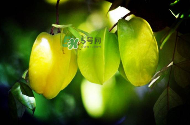 楊桃是什么季節(jié)的水果？楊桃怎么吃營(yíng)養(yǎng)價(jià)值最高？