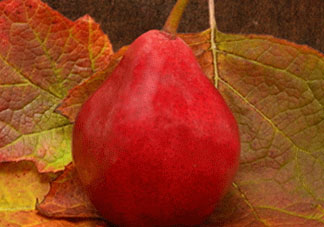 紅啤梨什么時候成熟？紅啤梨產(chǎn)地在哪？