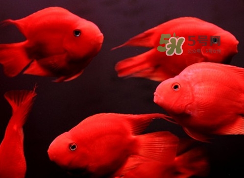 錦鯉有什么寓意？錦鯉代表什么意思