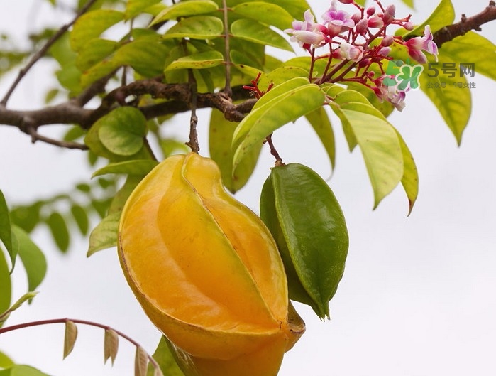 月經(jīng)期可以吃楊桃嗎？月經(jīng)期可以吃什么水果？