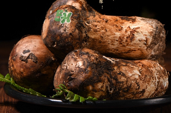 松茸可以人工種植嗎？松茸能人工種植嗎