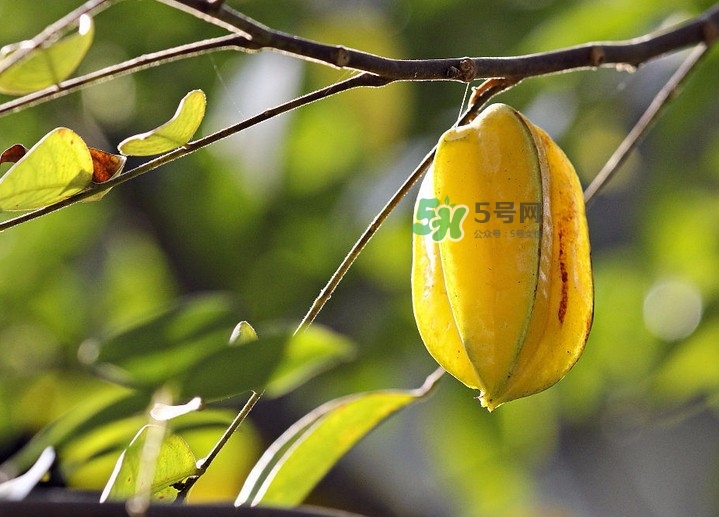 楊桃可以直接吃嗎？楊桃可以生吃嗎？