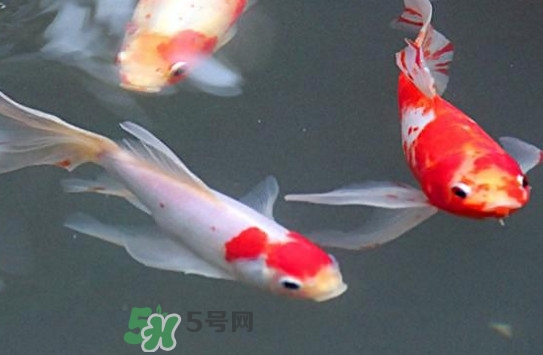 錦鯉多少錢一條？錦鯉怎么養(yǎng)不容易死