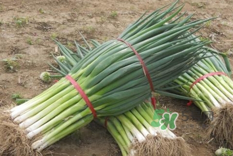 大蔥不能和什么一起吃？大蔥什么人不能吃