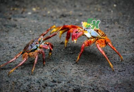 紅印蟹怎么回事？紅印蟹有什么不同？