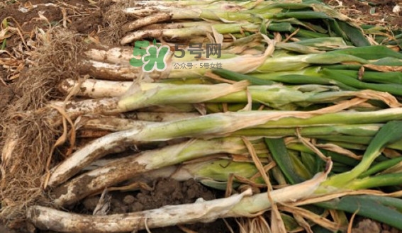 大蔥有青蟲怎么去除？大蔥有白斑是什么原因