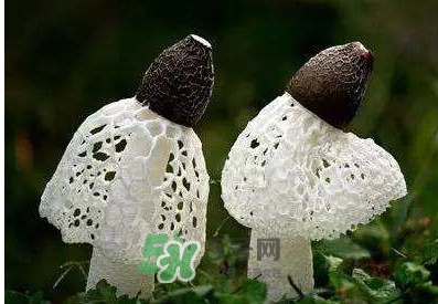 竹蓀怎么泡發(fā)？竹蓀怎么吃