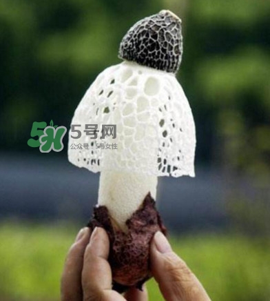 新鮮竹蓀怎么保存？干竹蓀怎么保存