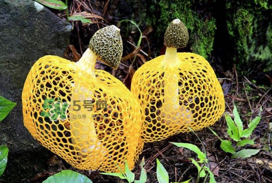 新鮮竹蓀怎么清洗？新鮮竹蓀怎么處理