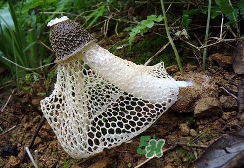 竹蓀孕婦可以吃嗎？孕婦能吃竹蓀嗎