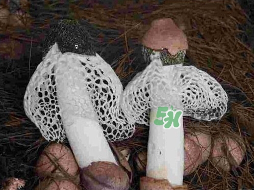 竹蓀怎么讀？竹蓀怎么做好吃