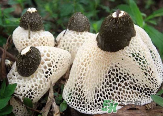 竹蓀是什么？竹蓀蛋是什么東西？