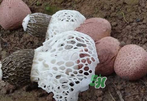 竹蓀是什么？竹蓀蛋是什么東西？