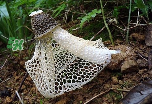 竹蓀是發(fā)物嗎？竹蓀是涼性的嗎