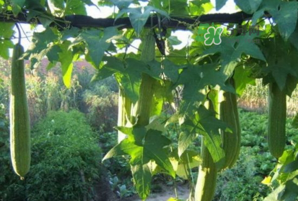 絲瓜水怎么提取？絲瓜水和黃瓜水哪個(gè)更好？