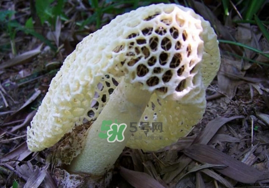 怎么去除竹蓀的怪味？如何去除竹蓀的異味