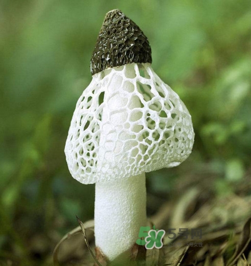 竹蓀什么樣的好？買竹蓀怎么挑選