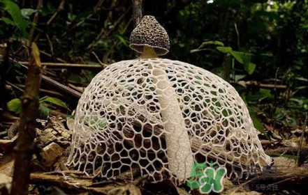 竹蓀黑色菌蓋能吃嗎？竹蓀食用禁忌是什么