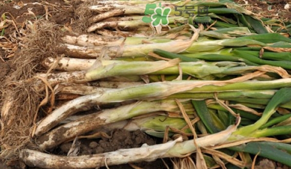 大蔥有病毒怎么去除？大蔥有黃點(diǎn)是什么原因