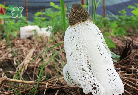 竹蓀怎么泡發(fā)？竹蓀怎么吃