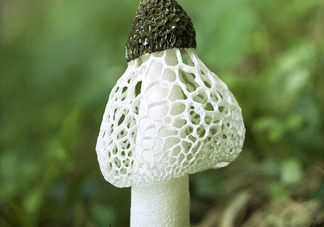 竹蓀什么季節(jié)最多？竹蓀不能和什么一起吃