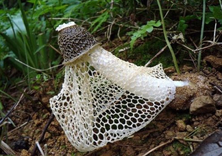 竹蓀適合哪些人吃？竹蓀什么人不能吃