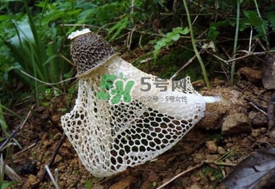 竹蓀適合哪些人吃？竹蓀什么人不能吃