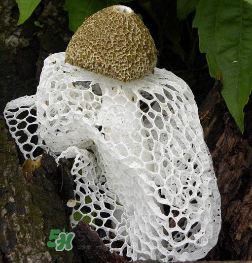 竹蓀有毒嗎？什么樣的竹蓀不能吃