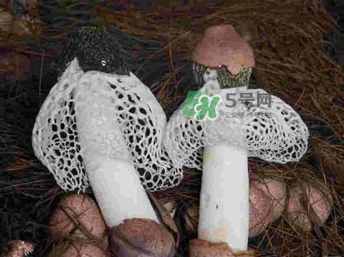 竹蓀是發(fā)物嗎？竹蓀是涼性的嗎