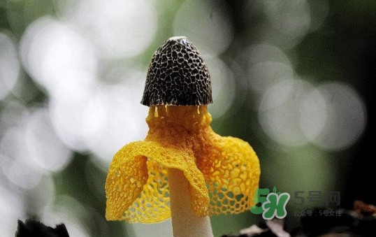 新鮮竹蓀怎么清洗？新鮮竹蓀怎么處理