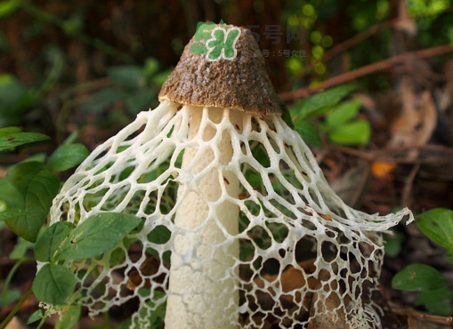 竹蓀有毒嗎？什么樣的竹蓀不能吃