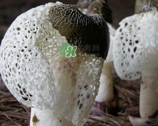 竹蓀有肥皂味正常嗎？竹蓀有酒味了還能吃嗎