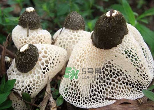 竹蓀是發(fā)物嗎？竹蓀是涼性的嗎