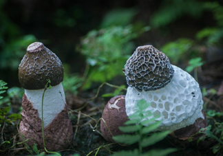 竹蓀是發(fā)物嗎？竹蓀是涼性的嗎