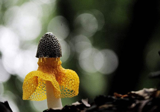 新鮮竹蓀怎么清洗？新鮮竹蓀怎么處理