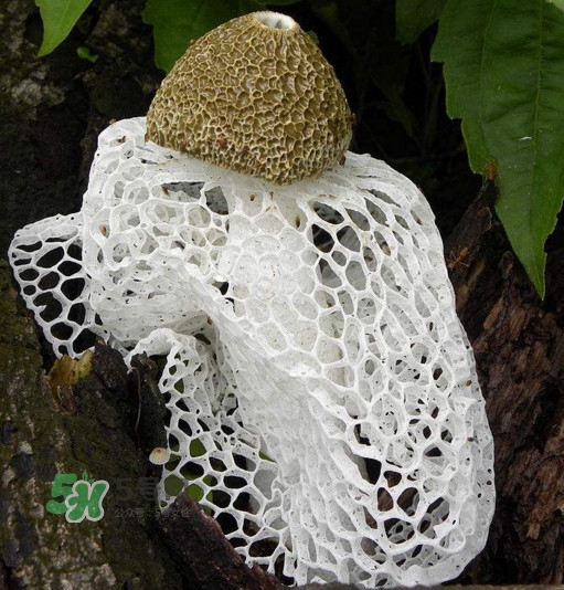 竹蓀什么季節(jié)最多？竹蓀不能和什么一起吃