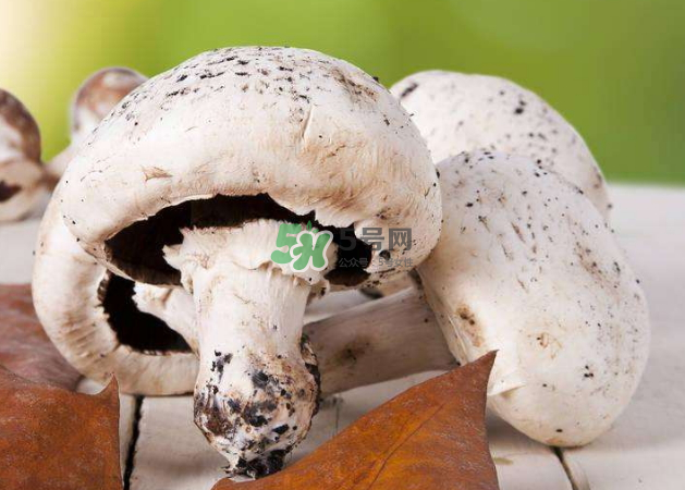 蘑菇變黑了還能吃嗎？蘑菇怎么保存？