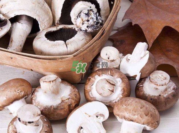 蘑菇變黑了還能吃嗎？蘑菇怎么保存？