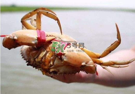 黃油蟹什么季節(jié)吃最好？黃油蟹產(chǎn)地