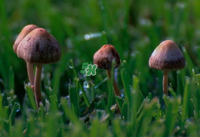 蘑菇中毒怎么辦？蘑菇中毒的癥狀
