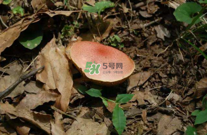 蘑菇中毒怎么辦？蘑菇中毒的癥狀