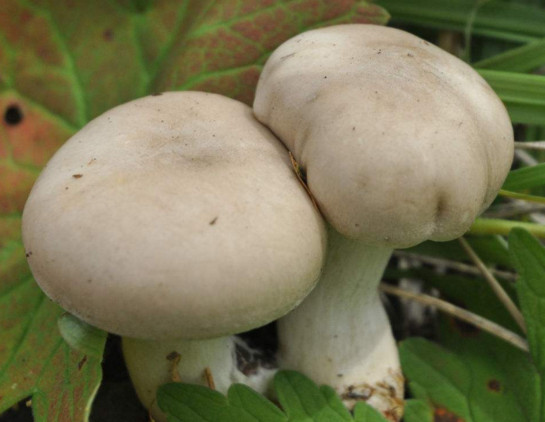 白蘑菇是什么蘑菇？白蘑菇有毒嗎