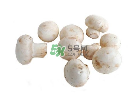 口蘑是什么蘑菇？口蘑長(zhǎng)什么樣子？