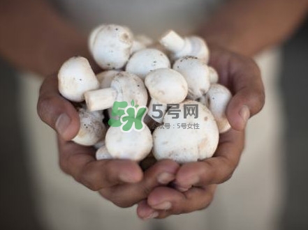 口蘑是發(fā)物嗎？口蘑是白蘑菇嗎