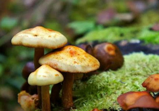 蘑菇中毒怎么辦？蘑菇中毒的癥狀