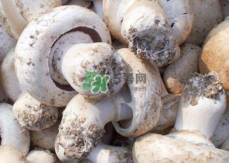 口蘑是什么蘑菇？口蘑長(zhǎng)什么樣子？