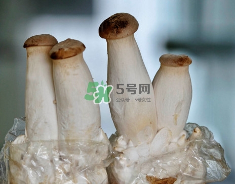 杏鮑菇怎么清洗？杏鮑菇怎么保存