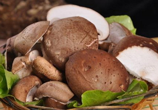 什么蘑菇最有營養(yǎng)？蘑菇怎么吃最有營養(yǎng)？